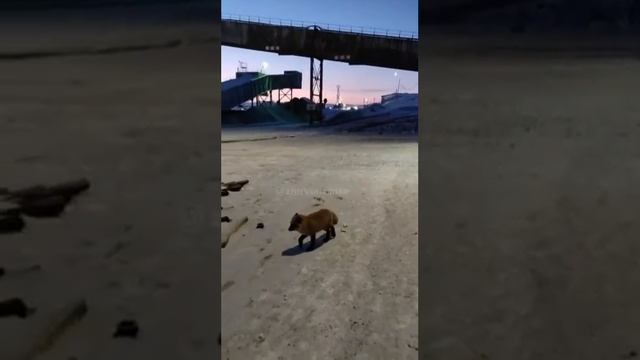 кормлю лесенка по пути домой г Норильск! дорогие мои друзья подписывайтесь на канал👍 смотреть онлайн