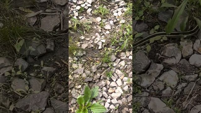 Осторожно !!! Опасные игры с змеёй подколодной 🤷♂️🤦♂️