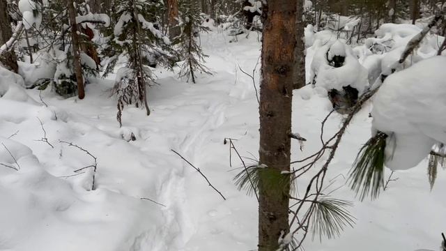 Установка обычного традиционного капкана, на белку и колонка