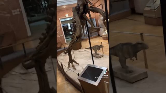 Скелет Тиранозавра Рекса