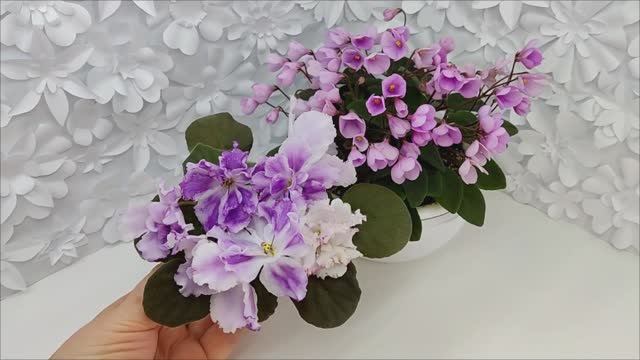 Фиалки БР-Осирис и Flashy Trail