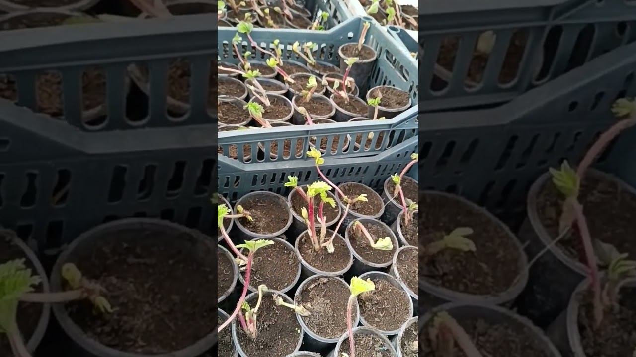 Что мы делаем с рассадой клубники фриго после высадки в стаканчики #shots смотреть онлайн