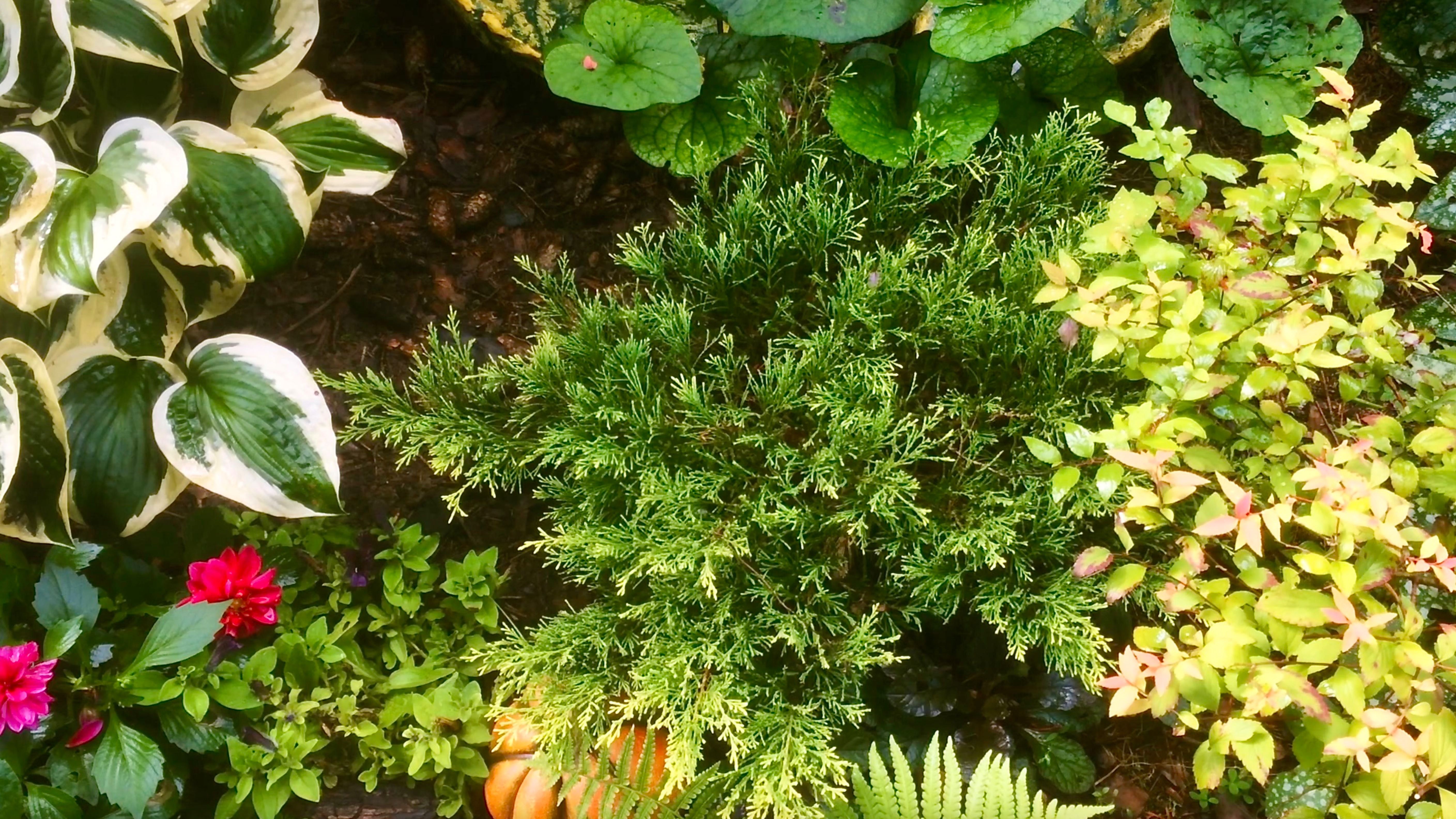 ХОСТА ПАТРИОТ / РОЗЫ / ТУЯ / ИВА ПЛАКУЧАЯ / ЧЕРЕНКОВАНИЕ. Видео из архива 2021г. смотреть онлайн