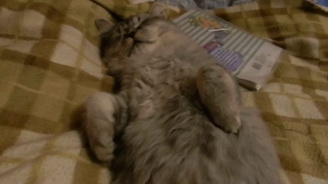 Храпящий кот