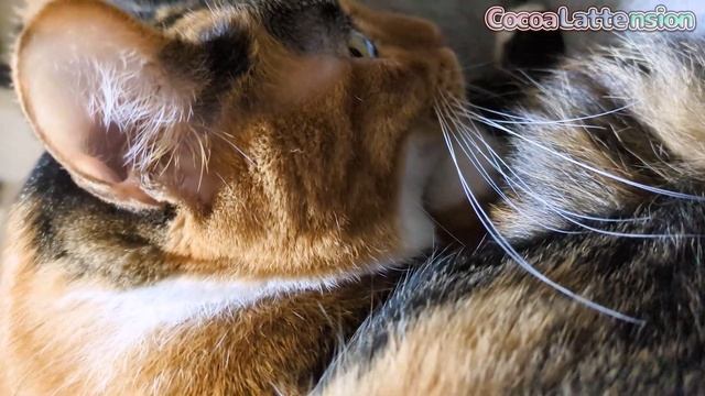 人の変な所に手を入れると、精神が落ち着く猫… смотреть онлайн