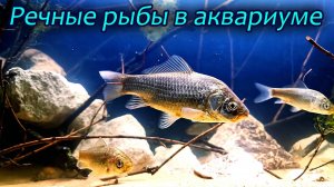 Речные рыбы в аквариуме [Запустил карасей в речной аквариум]