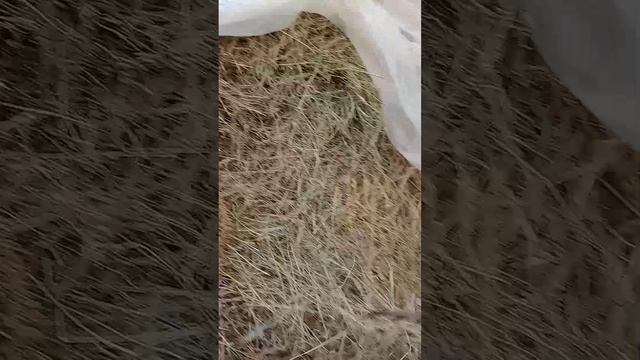 что это? смотреть онлайн