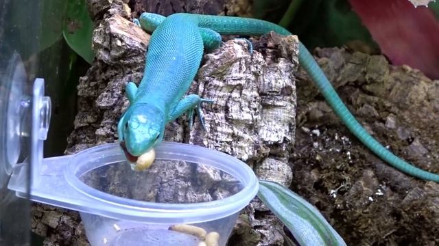 Feeding Our Emerald Tree Skinks/Green Keel Bellied Lizard! (Gastropholis Prasina) смотреть онлайн