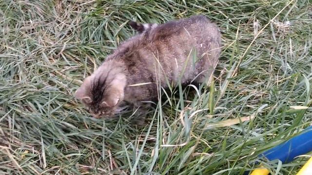 Кошка ловит мышь. смотреть онлайн