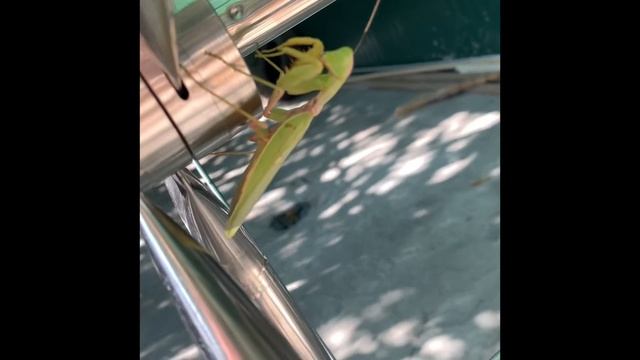 Богомол пришёл погреться на солнышке! ☀️😎 смотреть онлайн