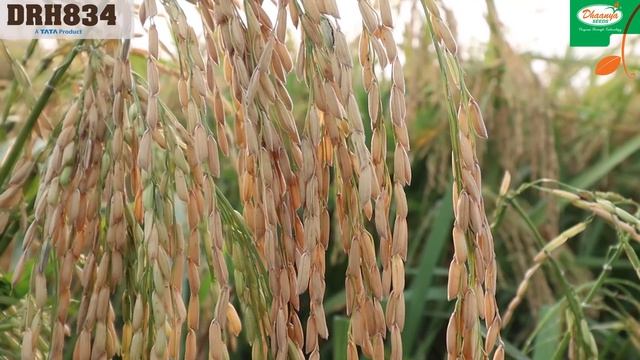 Dhaanya | Hybrid Rice Story | Part 1 (Gujarati) смотреть онлайн