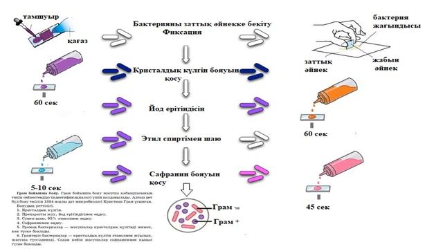 11_класс_Биология_3_токсан_Зертханалық жұмыс №12 Грам он және теріс бактериялар смотреть онлайн