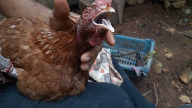 Remedio Casero para CURAR Moquillo, Diarrea Blanca, Ronquera, Ojo Hinchado en Nuestras Gallinas смотреть онлайн