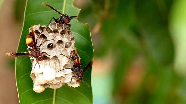 Насекомые: скрытые опасности прямо под вашим носом! Узнайте, как их обнаружить и избежать!