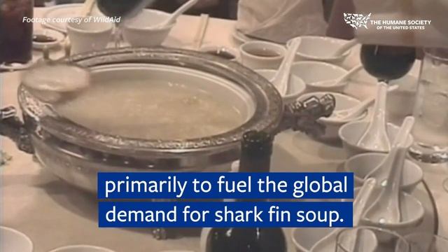 Put an end to the shark fin trade! смотреть онлайн