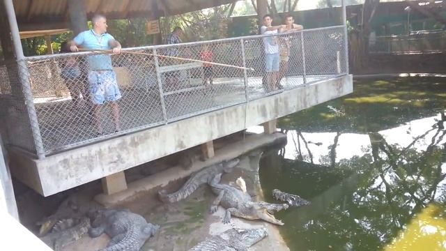 Ловля крокодила ;) Crocodile Catching