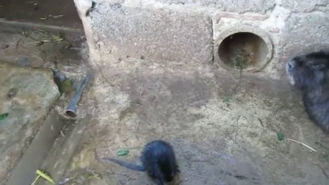 Копирует движение за мамкой ))) смотреть онлайн