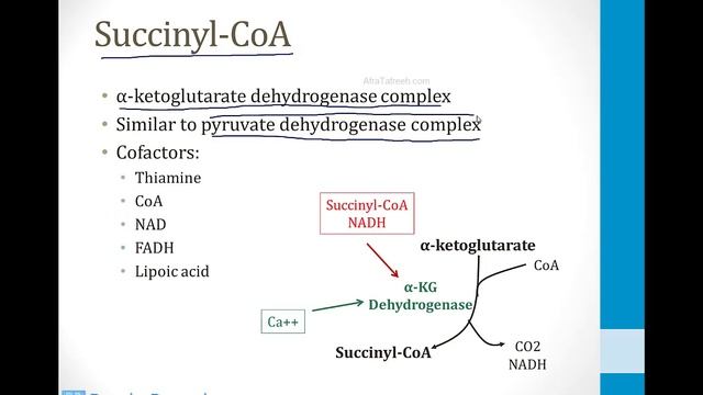 Biochemistry - 2. Metabolism - 8. TCA Cycle atf смотреть онлайн