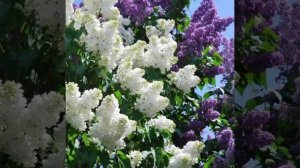 Евгений Путилов лучшие песни.