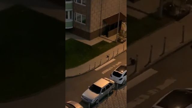Банда Дворян. бездомная кошка вывела котят к людям смотреть онлайн