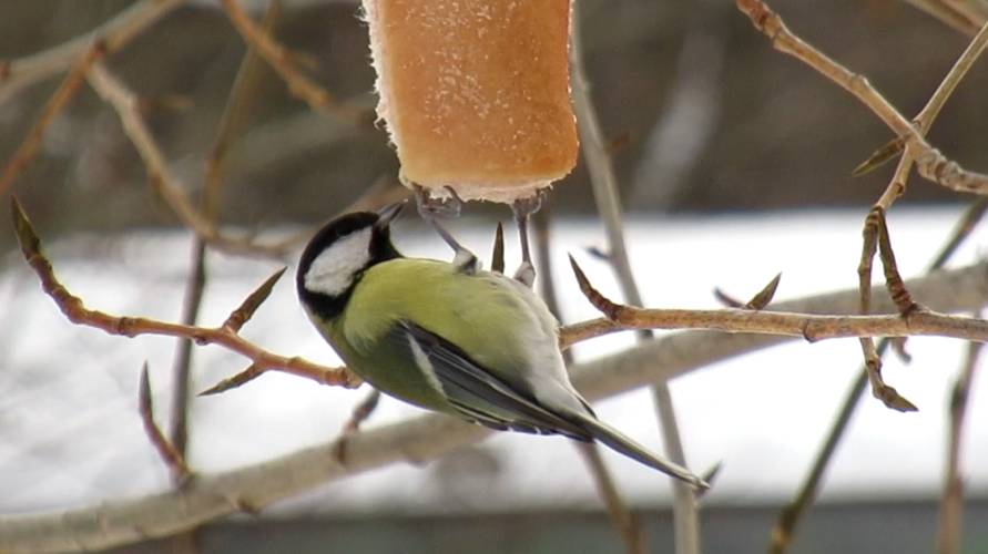 Синица клюёт сало смотреть онлайн