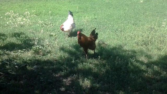 Петушиные бои смотреть онлайн