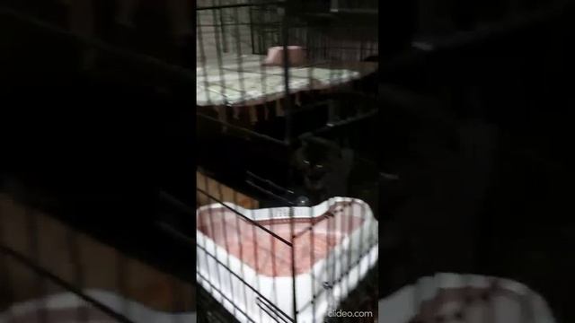 Котики из приюта