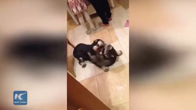 Енот Яша смотреть онлайн