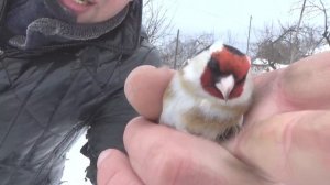 Ловля певчих птиц.  САМЫЙ УДАЧНЫЙ ДЕНЬ В ЛОВЛЕ ЩЕГЛА.