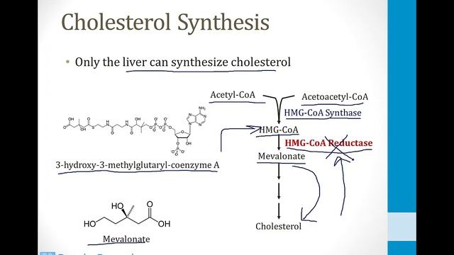 Biochemistry - 5. Lipids - 1. Lipid Metabolism atf смотреть онлайн