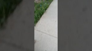 пожарная тревога в школе