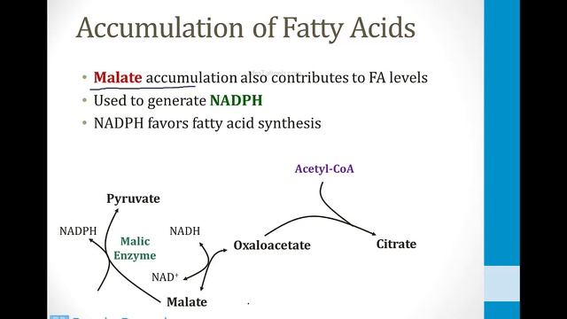 Biochemistry - 2. Metabolism - 12. Ethanol Metabolism Atf