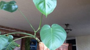 Монстера. Размножение черенком