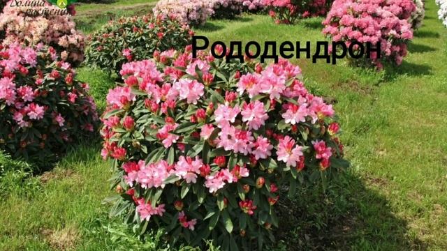 самые красивые кустарники #растения смотреть онлайн