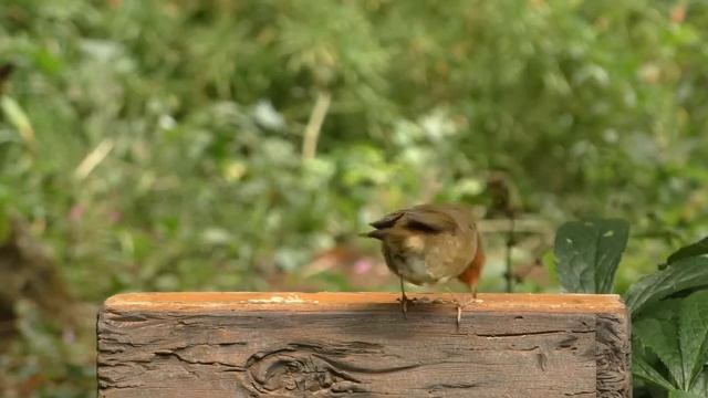 Фильм для котов и кошек. Птички в парке, 1. Длинная версия. смотреть онлайн