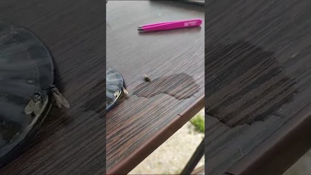 Из жизни мух))) смотреть онлайн