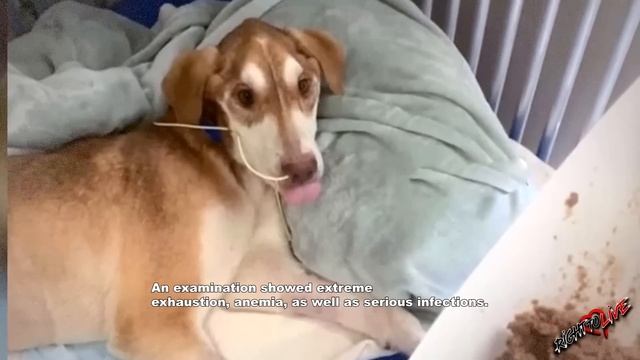 Он в последний раз прижался к человеку! Люди думали его не спасти! смотреть онлайн