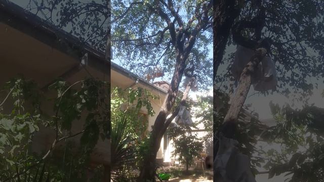 Bedana Sayroqi Sayratma Quail Wachtel Perepelka