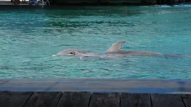 Bruised and injured old dolphin in captivity смотреть онлайн