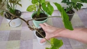 СИНГОНИУМ, КАК преобразить  КУСТИК, из вытянутого в ПЫШНЫЙ