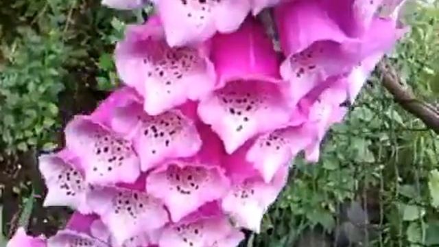 Необычный цветок