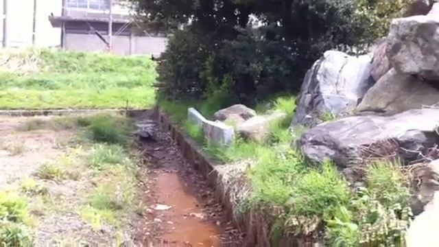 фазан и змея смотреть онлайн