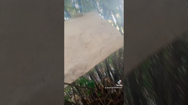 Я САША И ШАЛАШ смотреть онлайн