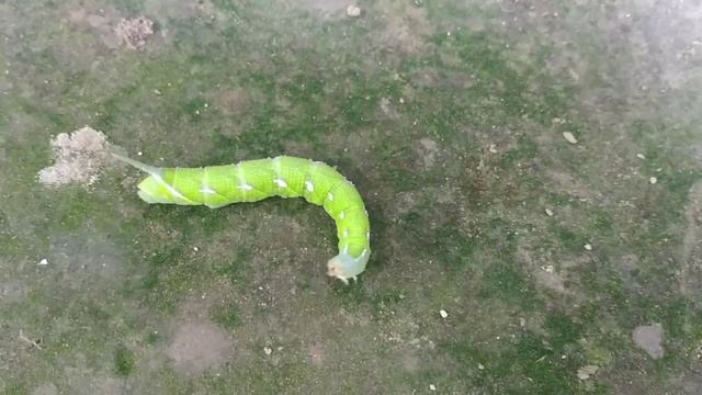 Amazing Movement Of A Little Creature - CD6 The Dark Horse