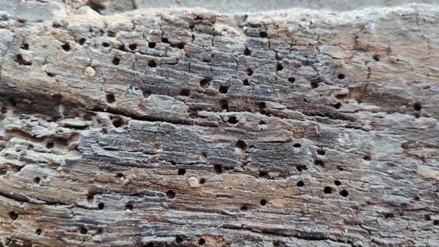 Deathwatch Beetle смотреть онлайн