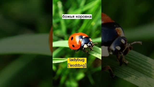 учим английский #английскийдляначинающих #английскийдлядетей #английскийснуля #английскийнаслух смотреть онлайн