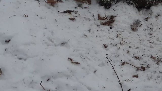 падёж кабанов по Амуру 2021 смотреть онлайн