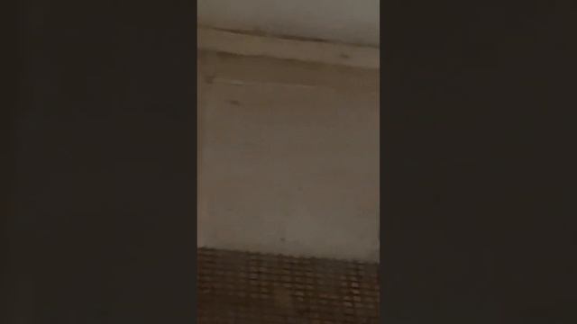 Bats смотреть онлайн