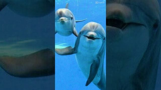 ДЕЛЬФИНЫ смотреть онлайн