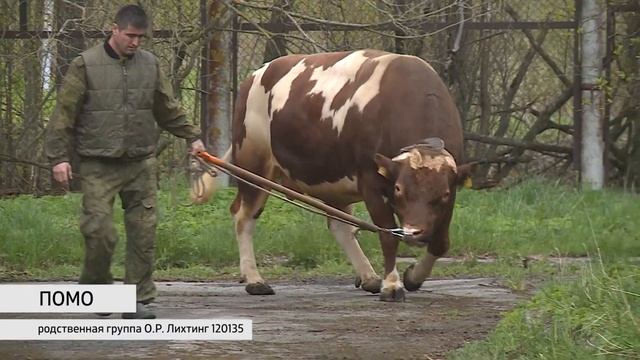 Помо смотреть онлайн